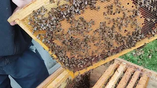 Слабенькі --сильні бджолині сім'ї