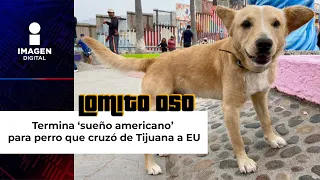 Termina ‘sueño americano’ para perro que cruzó de Tijuana a EU; Oso fue deportado