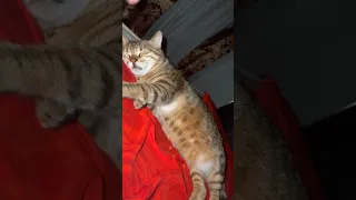 Funny & Cute Cats Compilation TikTok Videos #shorts #31