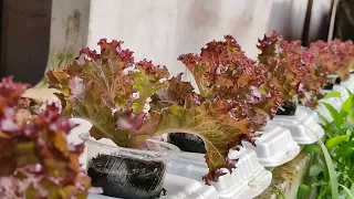 How to grow lettuce without soil on styrofoam ?