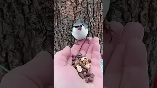 Поползень выбирает кедровые орехи / The nuthatch chooses cedar nuts