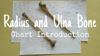 Radius and Ulna Bone- 1, Chart Introduction | TCML