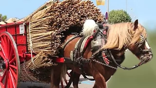 Tres Tombs 2015 encuentro nacional carruajes antiguos a Sant Joan Despí  2ªparte