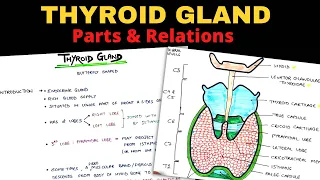 Thyroid Gland Anatomy (1/3) | Parts & Relations | Head & Neck