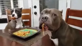 Lustige Tiere zum Lachen! Funny Videos  Beste 😻 Katzen und 🐶 Hunde HD 2023