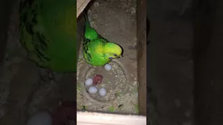 Вылупился птенец волнистого попугая, 3 сентября 2017г гнездо лимонка+котик