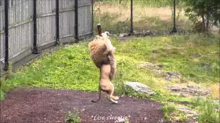 Lion jumps to get horse leg from zip line at Kristiansand Zoo, Norway