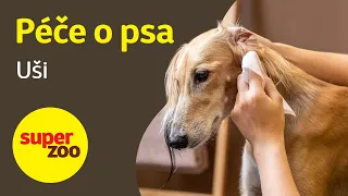 Péče o psa: Uši | Super zoo