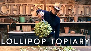 Euonymus Standard Topiary Tree: Trimming & Repotting #topiarytree #topiary #topiaryball