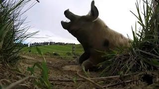 Pig kill shots compilation