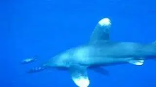 Pelagic white tip shark with pilot fish cruising by