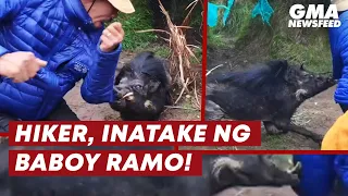 Hiker, inatake ng baboy ramo! | GMA News Feed
