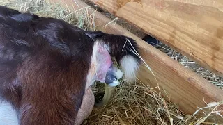 Baby goats are getting born