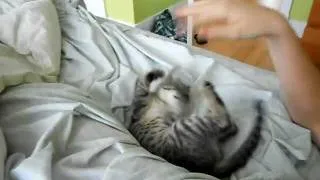 Bitsy Kitty vs Hand