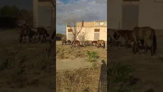 В Актау пасущиеся в больничном городке лошади попали на видео