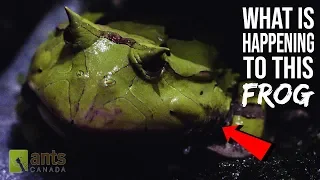 What Is Happening to this Frog? | Amazing Frog Skin