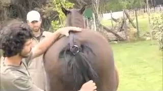 levantador de manos y patas para caballos complicados