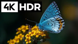 4k HDR video collection captured by galaxy s23 ultra 🍁 🍁🍁#4khdr60fps #zoolife #s23ultra