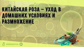 Китайская роза — уход в домашних условиях и размножение