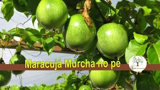 Maracujá cai e não madura sabe por que ? Plantar em Casa