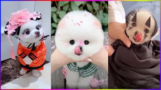 Funny and Cute Dog Pomeranian 😍🐶| Funny Puppy Videos #248