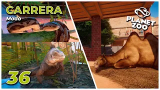 Camellos y Terrarios // Capítulo 36 // Planet Zoo - Carrera