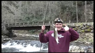 Fishing for beautiful wild trout deep in the mountains #troutfishing