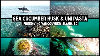 SO MUCH LIFE! Freediving Vancouver Island (Uni Pasta & Sea Cucumber Husk Catch & Cook)