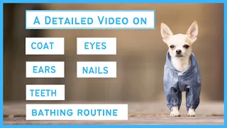 Grooming a Chihuahua - Brushing, Bathing, Coat, Eyes, Ears, Nails & Dental Care