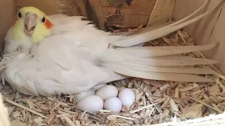 Cockatiel eggs