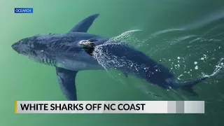 Great White sharks hanging out off NC coast