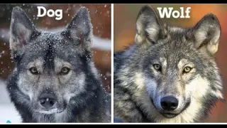 What's the Differences Between Wolf vs Dog - Can Wolves Become Pets?