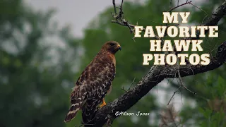 My favorite hawk photos | Wildlife Photography | Canon Rebel T3i