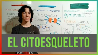 El Citoesqueleto