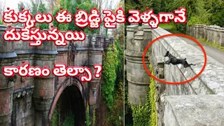 dog suicide bridge in telugu | interesting and amazing facts in telugu | sreeraj youtube channel