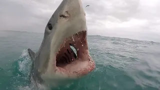 17 Foot Great White Attacks Swimmer - Albert Kogler