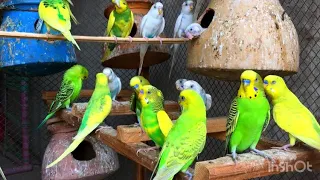 Best Parrot talking voice Beautiful Parrot colors Best parrot cage setup