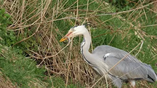 A HERON STRUGGLING TO EAT A SMALL EEL