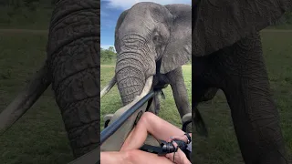 Large Bull Elephant Approaches a Jeep