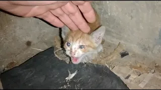 A starving kitten calls out for his missing mother