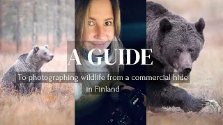 Photographing bears, wolves and wolverines from a commercial hide in Finland - a guide.