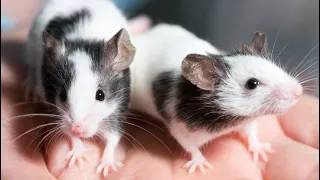 How to breed Rats, Mice, and ASF's Safely