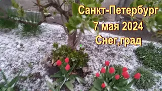 Санкт Петербург. Снег, град. метель .7 мая 2024