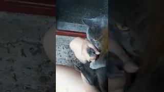 СОСЕДСКИЙ КОТ --😸против Ричарда