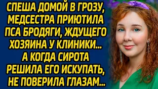 Спеша домой в грозу, медсестра приютила пса бродяги, ждущего хозяина у клиники, а когда сирота...