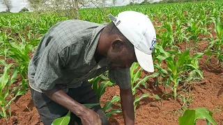 MAIZE FARMING