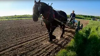 Corn Planting with a Single Draft Horse//Silo Stories #486