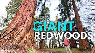 America’s Giant Redwoods are Thriving in Britain - here’s why