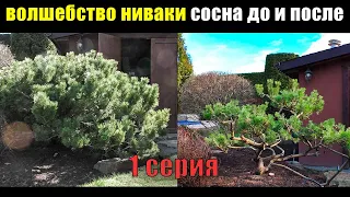 Как из сосны горной сделать Ниваки Бонсай инструкция для садовника. Стрижка формировка обрезка сосны