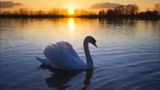 Jean Sibelius - Le Cygne de Tuonela / The Swan of Tuonela